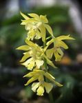 Topfpflanzen Calanthe Blume grasig gelb Foto, Beschreibung und Anbau, wächst und Merkmale