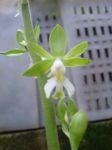 groen Kruidachtige Plant Calanthe karakteristieken en foto