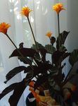  Calathea, Seepra Kasvi, Riikinkukko Kasvi ruohokasvi oranssi kuva, tuntomerkit ja muokkaus, viljely ja ominaisuudet