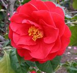 Pokojowe Rośliny Kamelia Kwiat drzewa, Camellia czerwony zdjęcie, opis i uprawa, hodowla i charakterystyka