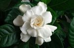 white Shrub Cape jasmine characteristics and Photo