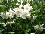 Plantas de Interior Cape Jasmine Flor arbusto, Gardenia branco foto, descrição e cultivo, crescente e características