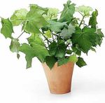 Indoor Plants Cape Stock-rose, House Lime, African Hemp Flower shrub, Sparrmannia africana white Photo, description and cultivation, growing and characteristics