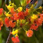 Pokojové Rostliny Castanospermum Australe Květina stromy oranžový fotografie, popis a kultivace, pěstování a charakteristiky