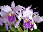 Plantas de Interior Cattleya Orchid Flor planta herbácea lilás foto, descrição e cultivo, crescente e características