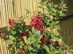 Szobanövények Cestrum Virág cserje piros fénykép, leírás és termesztés, növekvő és jellemzők