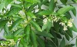 Plantas de Interior Cestrum Flor arbustos blanco Foto, descripción y cultivo, cultivación y características