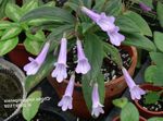 lilac Herbaceous Plant Chirita characteristics and Photo