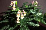 Комнатные Растения Чирита (Хирита) Цветок травянистые, Chirita розовый Фото, описание и выращивание, выращивание и характеристика
