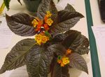 yellow Herbaceous Plant Chrysothemis characteristics and Photo