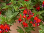  Cigaretta Növény Virág cserje, Cuphea piros fénykép, leírás és termesztés, növekvő és jellemzők