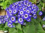 Indoor Plants Cineraria cruenta Flower herbaceous plant, Cineraria cruenta, Senecio cruentus dark blue Photo, description and cultivation, growing and characteristics