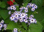 Indoor Plants Cineraria cruenta Flower herbaceous plant, Cineraria cruenta, Senecio cruentus light blue Photo, description and cultivation, growing and characteristics
