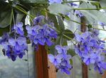 Topfpflanzen Clerodendron Blume sträucher, Clerodendrum hellblau Foto, Beschreibung und Anbau, wächst und Merkmale