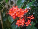 Sobne Rastline Clerodendron Cvet grmi, Clerodendrum rdeča fotografija, opis in gojenje, rast in značilnosti