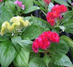 Plantas de Interior Cresta De Gallo Flor herbáceas, Celosia rojo Foto, descripción y cultivo, cultivación y características