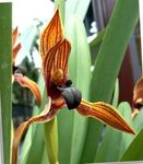 Kókos Baka Orchid