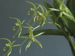 groen Kruidachtige Plant Coelogyne karakteristieken en foto