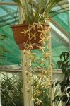 des plantes en pot Coelogyne Fleur herbeux jaune Photo, la description et la culture du sol, un cultivation et les caractéristiques