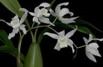 Kapalı bitkiler Coelogyne çiçek otsu bir bitkidir beyaz fotoğraf, tanım ve yetiştirme, büyüyen ve özellikleri