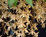 brown Herbaceous Plant Coelogyne characteristics and Photo