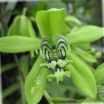 Sobne Rastline Coelogyne Cvet travnate zelena fotografija, opis in gojenje, rast in značilnosti