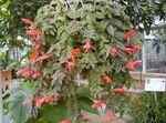 屋内植物 コルムネア、北欧火災植物、金魚のつる フラワー ハンギングプラント, Columnea 赤 フォト, 説明 と 栽培, 成長 と 特性