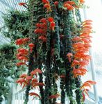 Vidinis augalai Columnea, Skandinavų Gaisro Augalų, Sidabrinis Karosas Vynmedis žiedas raudonas Nuotrauka, aprašymas ir auginimas, augantis ir charakteristikos
