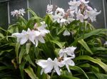 Indoor Plants Crinum Flower herbaceous plant white Photo, description and cultivation, growing and characteristics