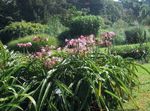 pink Herbaceous Plant Crinum characteristics and Photo