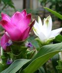 pink Herbaceous Plant Curcuma characteristics and Photo