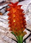 red Herbaceous Plant Curcuma characteristics and Photo