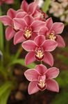 Indoor Plants Cymbidium Flower herbaceous plant pink Photo, description and cultivation, growing and characteristics