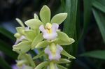 Pokojové Rostliny Cymbidium Květina bylinné bílá fotografie, popis a kultivace, pěstování a charakteristiky