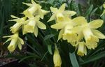 Pokojové Rostliny Narcisy, Daffy Dilly Dolů Květina bylinné, Narcissus žlutý fotografie, popis a kultivace, pěstování a charakteristiky