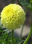 yellow Herbaceous Plant Dahlia characteristics and Photo