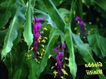 Kapalı bitkiler Dans Bayan çiçek otsu bir bitkidir, Globba leylak fotoğraf, tanım ve yetiştirme, büyüyen ve özellikleri