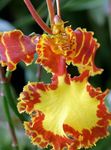 Tanzendame Orchidee, Cedros Biene, Leoparden Orchidee