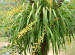 sarı Otsu Bir Bitkidir Dans Bayan Orkide, Cedros Arı, Leopar Orkide özellikleri ve fotoğraf