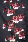 claret Herbaceous Planta Dans Lady Orchid, Cedros Bí, Hlébarða Orchid einkenni og mynd