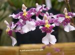 lilac Herbaceous Plant Dancing Lady Orchid, Cedros Bee, Leopard Orchid characteristics and Photo