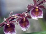 Plantas de Interior Dancing Lady Orchid, Cedros Bee, Leopard Orchid Flor planta herbácea, Oncidium roxo foto, descrição e cultivo, crescente e características