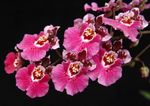 Комнатные Растения Онцидиум Цветок травянистые, Oncidium розовый Фото, описание и выращивание, выращивание и характеристика