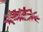 Szobanövények Táncoló Hölgy Orchidea, Cedros Méh, Leopárd Orchidea Virág lágyszárú növény, Oncidium piros fénykép, leírás és termesztés, növekvő és jellemzők