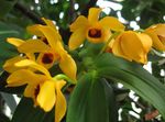 შიდა მცენარეები Dendrobium ორქიდეა ყვავილების ბალახოვანი მცენარე ყვითელი სურათი, აღწერა და გაშენების, იზრდება და მახასიათებლები