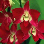 red Herbaceous Plant Dendrobium Orchid characteristics and Photo