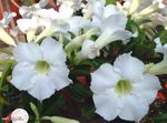 Indoor Plants Desert Rose Flower tree, Adenium white Photo, description and cultivation, growing and characteristics