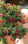 Sisäkasvit Dipladenia, Mandevilla Kukka amppelikasvit punainen kuva, tuntomerkit ja muokkaus, viljely ja ominaisuudet