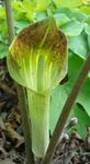 green  Dragon Arum, Cobra Plant, American Wake Robin, Jack in the Pulpit characteristics and Photo