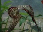 brown  Dragon Arum, Cobra Plant, American Wake Robin, Jack in the Pulpit characteristics and Photo